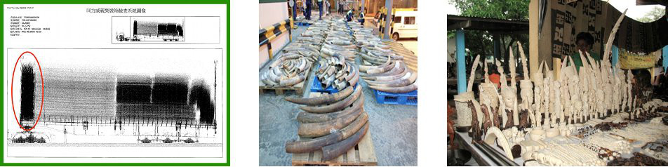 images of ivory seizures, African and Asian elephants